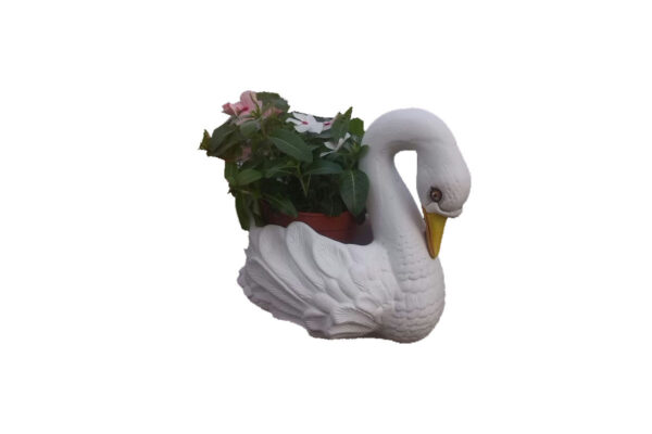 cigno piccolo