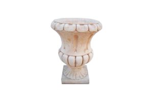 Vaso Asplenium